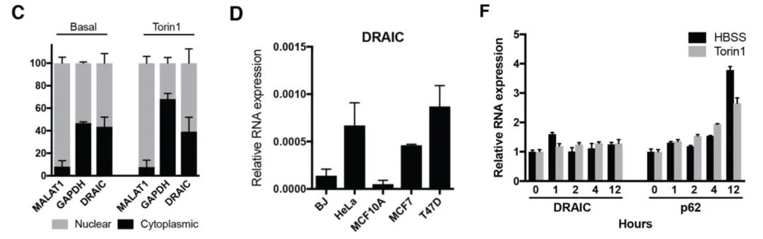 案例解读丨高通量高内涵siRNA文库筛选发现lncRNA DRAIC为新型自噬调节因子-肽度TIMEDOO
