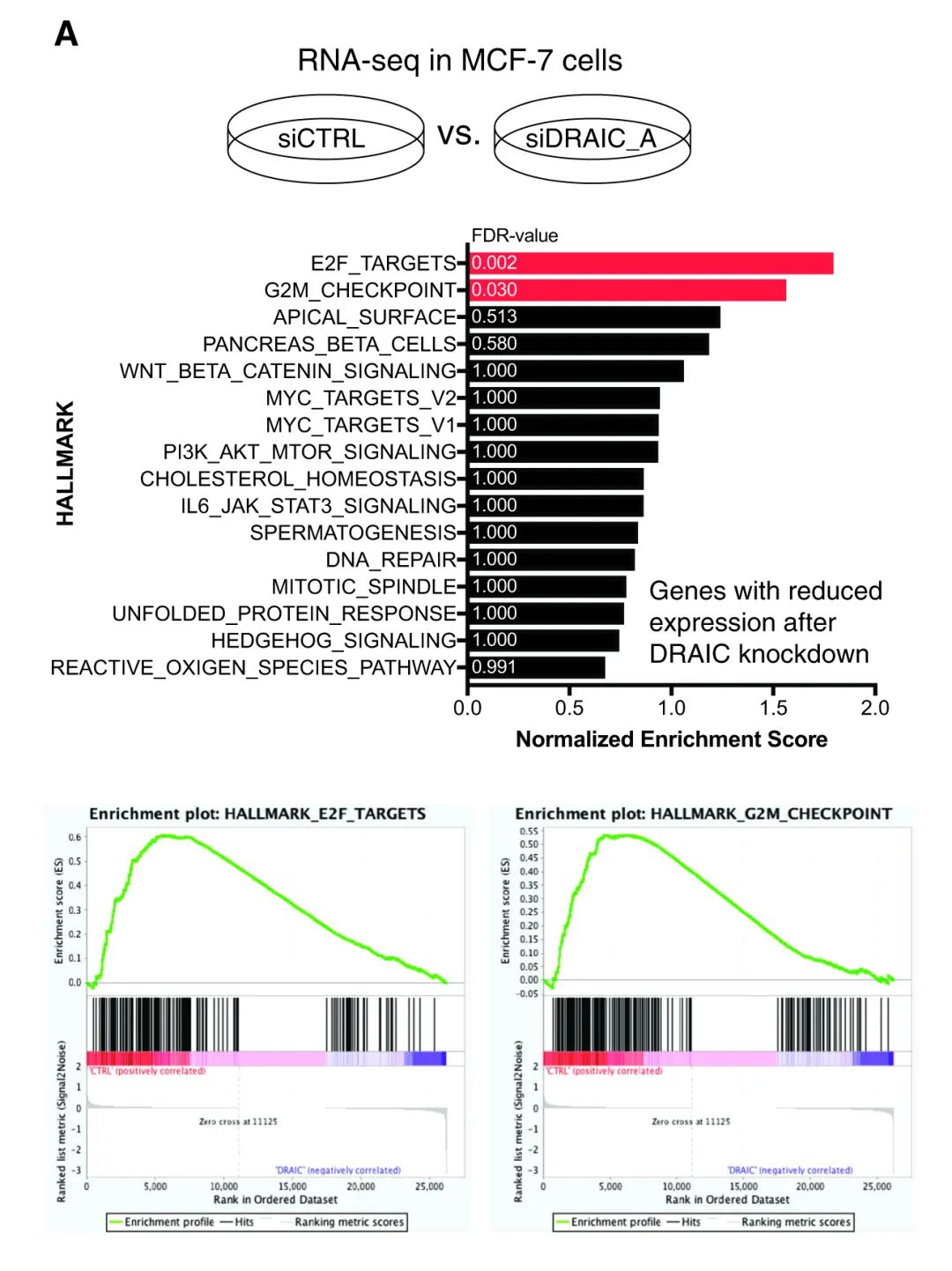 案例解读丨高通量高内涵siRNA文库筛选发现lncRNA DRAIC为新型自噬调节因子-肽度TIMEDOO