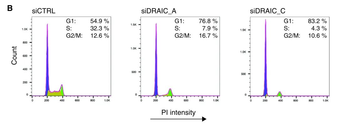 案例解读丨高通量高内涵siRNA文库筛选发现lncRNA DRAIC为新型自噬调节因子-肽度TIMEDOO