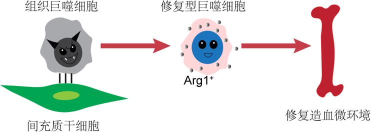 广州生物院在靶向白血病微环境治疗白血病领域取得进展