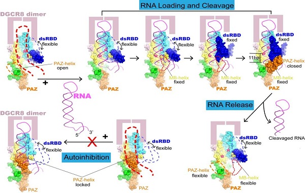 生物物理所合作研究揭示microRNA生成过程中的重要分子机制