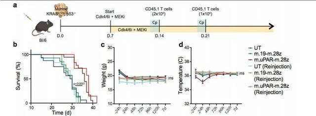 Memorial Sloan Kettering:CAR-T除了抗癌,还能抗衰老?-肽度TIMEDOO