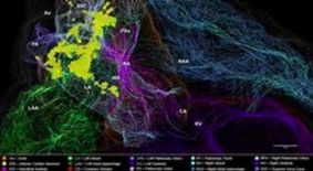 托马斯·杰斐逊大学：首张心脏神经元3D图谱创建，助力心脏治疗-肽度TIMEDOO