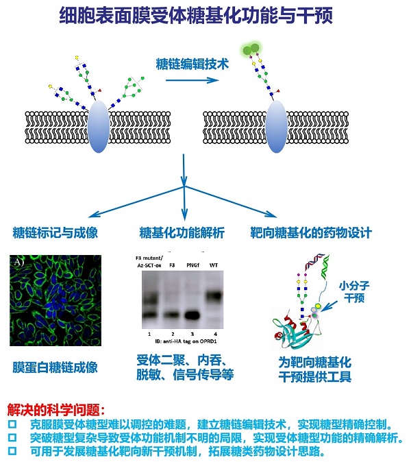 上海药物所通过活细胞表面糖链编辑技术实现药物受体糖基化功能研究-肽度TIMEDOO