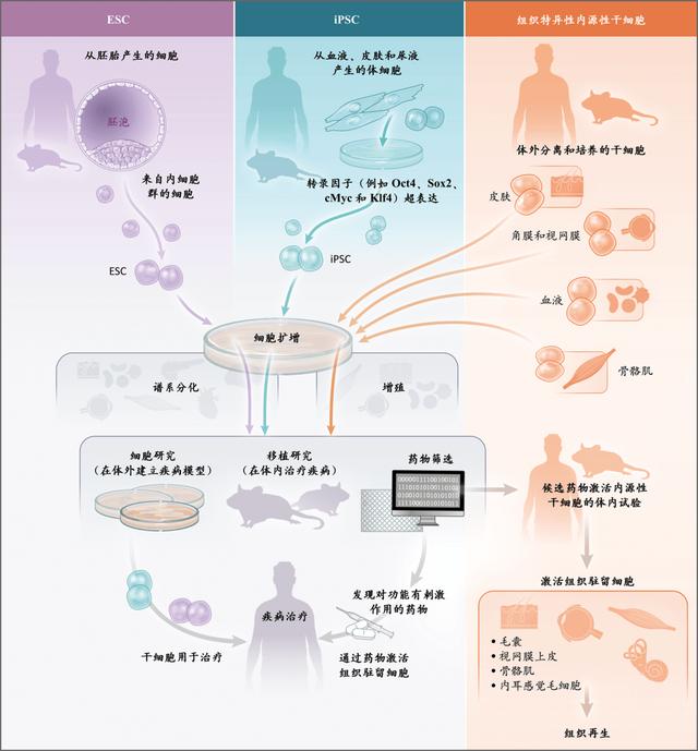 一甲子沉浮,“万能细胞”干细胞疗法还有多少种可能?丨纵横梳理-肽度TIMEDOO
