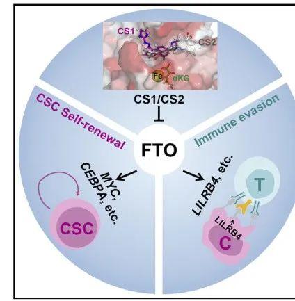 Cancer Cell：中科院上海药物所再发文，FTO靶向药真的来了-肽度TIMEDOO