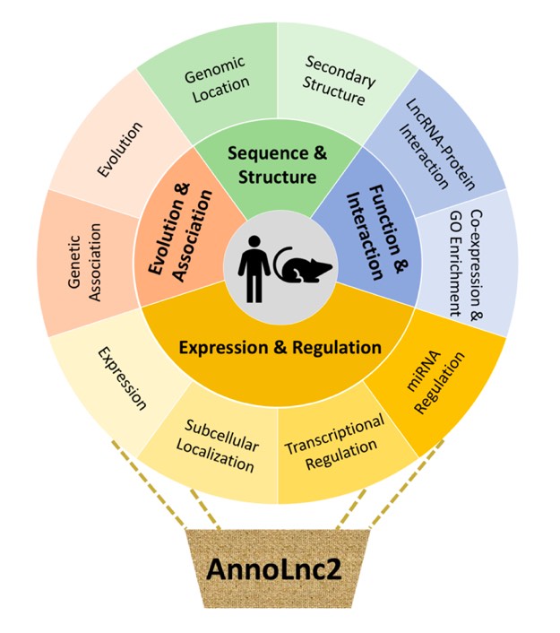 Nucleic Acids Research | 北京大学高歌团队开发长非编码RNA全面注释平台AnnoLnc2-肽度TIMEDOO