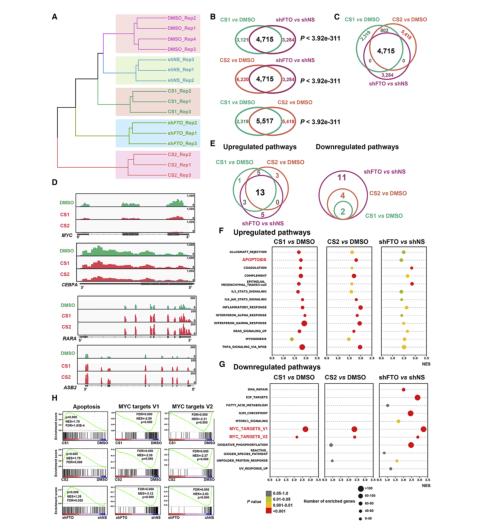 Cancer Cell：中科院上海药物所再发文，FTO靶向药真的来了-肽度TIMEDOO