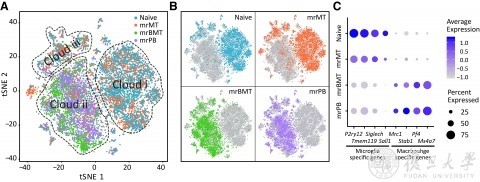 脑科学转化研究院: 彭勃课题组首次在全CNS尺度上实现异源性小胶质细胞替换/移植-肽度TIMEDOO