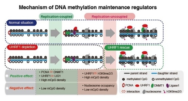 中国科学院生物物理研究所: 揭示DNA甲基化维持的动态过程和调控机制及其对衰老和肿瘤发生过程中甲基化选择性丢失的贡献-肽度TIMEDOO