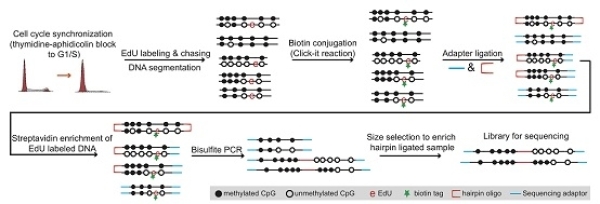 中国科学院生物物理研究所: 揭示DNA甲基化维持的动态过程和调控机制及其对衰老和肿瘤发生过程中甲基化选择性丢失的贡献