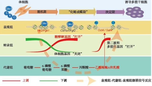 广州生物医药与健康研究院: 发现细胞命运调控的“表观组-代谢组-表观组”跨界蝴蝶效应