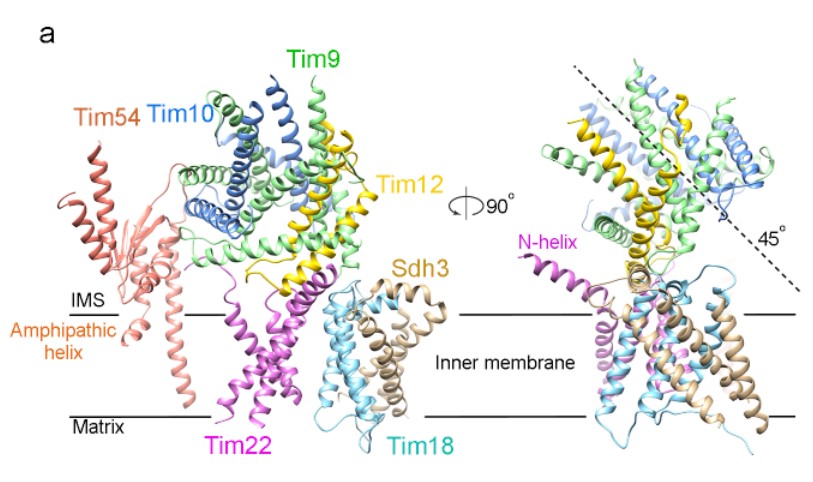 北京大学:生命科学学院李龙研究组解析酵母源线粒体内膜复合物TIM22的结构-肽度TIMEDOO
