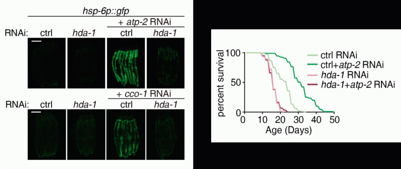 北京大学分子医学研究所: 分子所刘颖/李川昀课题组合作揭示组蛋白去乙酰化酶调控线粒体应激反应