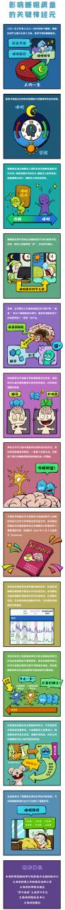 中国科学院:研究发现谷氨酸能神经元对睡眠稳态调节的重要作用-肽度TIMEDOO