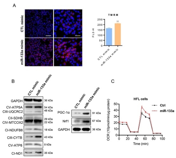 Cell Death & Disease:研究揭示miR-133a的转录调控机制及其在细胞分化中的作用-肽度TIMEDOO