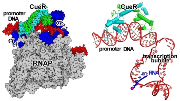 分子植物科学卓越创新中心: 揭示细菌Class III转录激活机制
