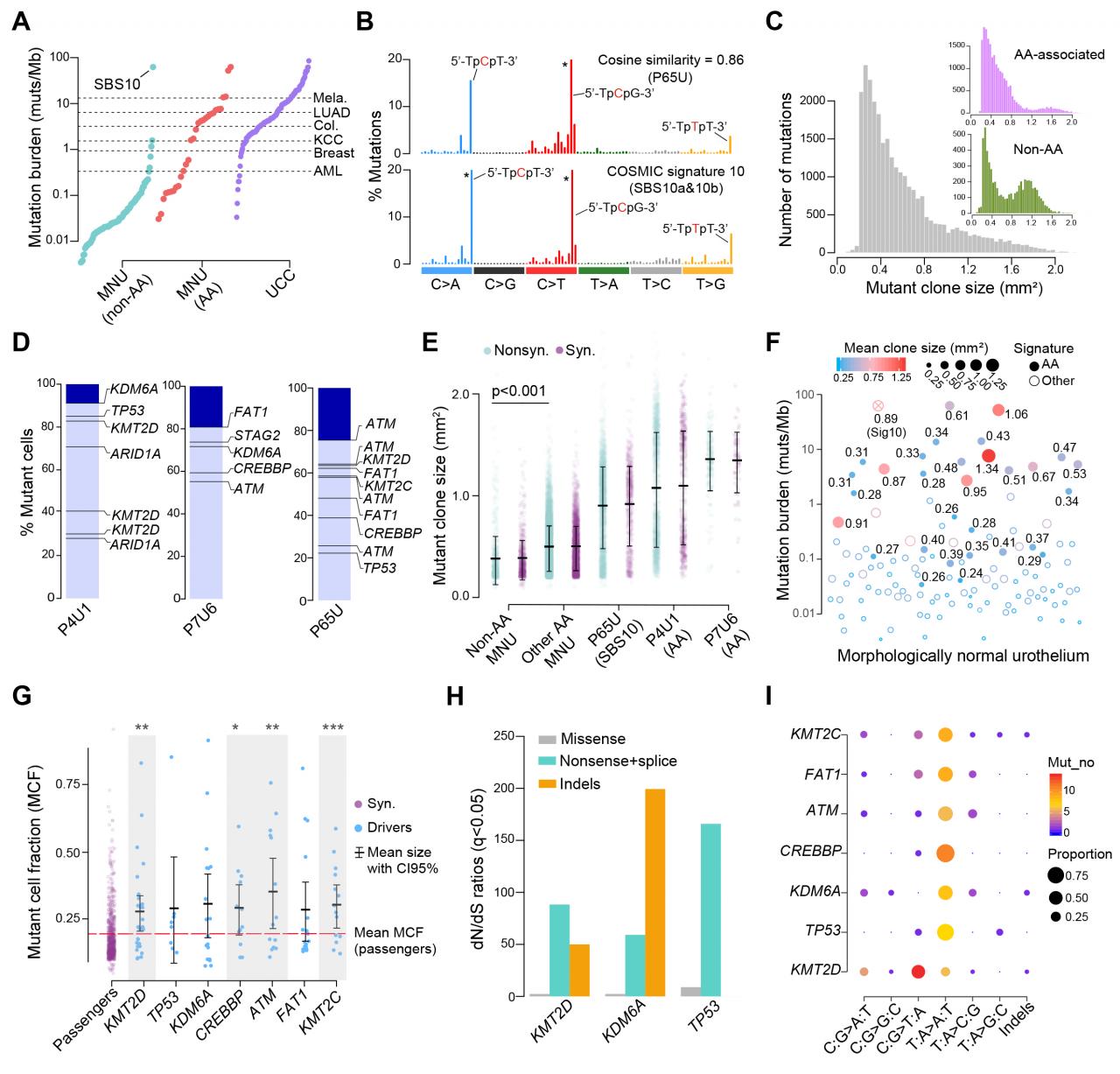 BIOPIC白凡课题组与人民医院徐涛课题组合作揭示癌旁正常上皮组织存在大量突变及克隆扩增-肽度TIMEDOO