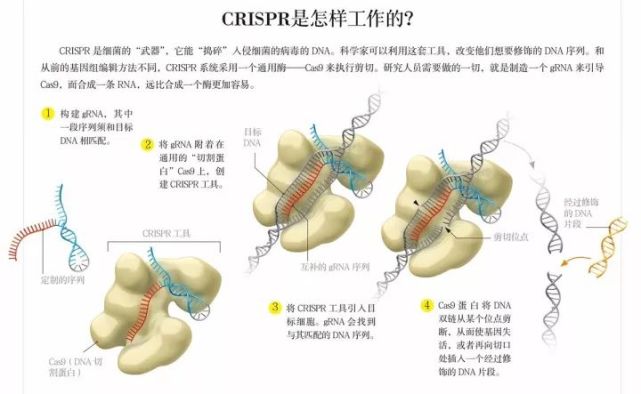 诺贝尔化学奖授予从事基因编辑的两位女科学家!一文详解这项划时代的生物技术-肽度TIMEDOO