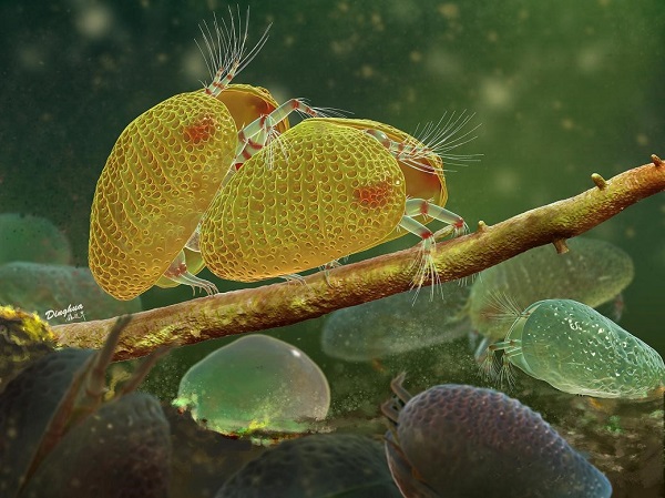 南京古生物所等揭秘一亿年前介形虫的有性生殖行为-肽度TIMEDOO