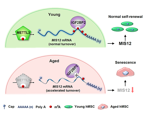 动物研究所: 揭示RNA m6A修饰调控人干细胞衰老的新机制-肽度TIMEDOO