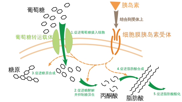 Nature Metabolism:皮下移植胰岛细胞治疗糖尿病-肽度TIMEDOO