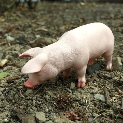 广州健康院最新发文：培育世界首例全身性自发炎症反应猪模型