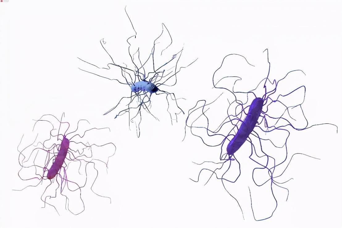 师从诺贝尔物理学奖得主,却跨界破解生物学难题,人体微生物群落研究或迎来突破-肽度TIMEDOO