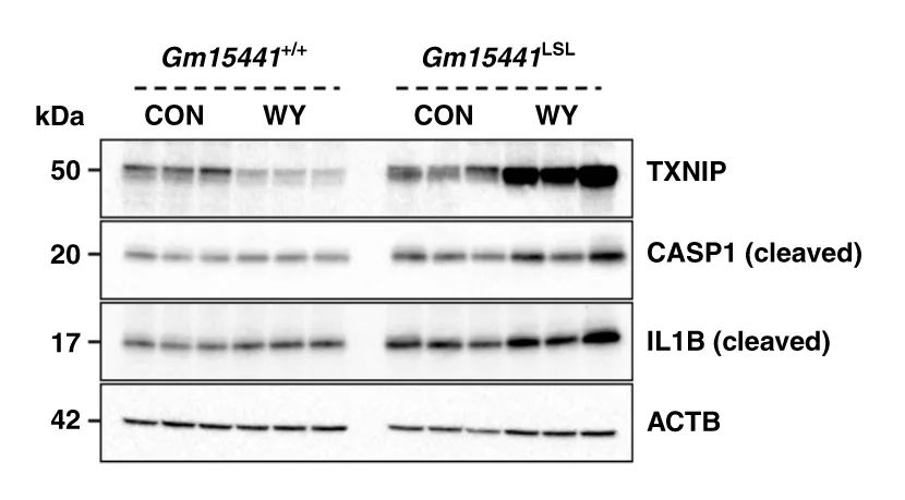 Nature子刊丨lncRNA Gm15441减弱肝炎性小体激活以响应PPARα激动剂和禁食-肽度TIMEDOO