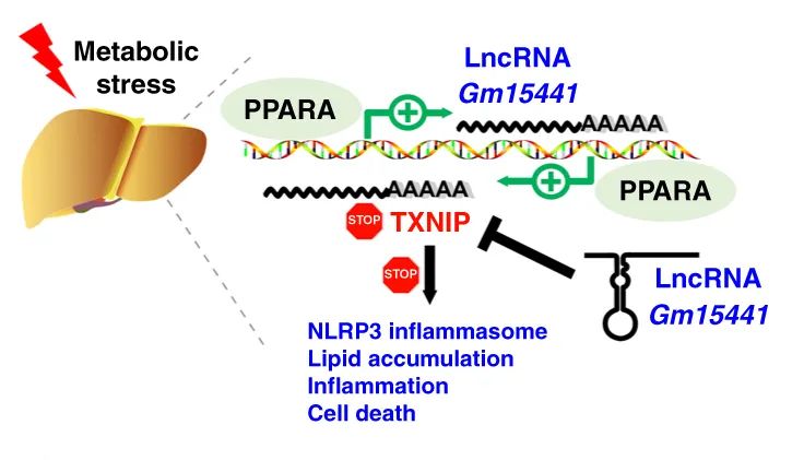 Nature子刊丨lncRNA Gm15441减弱肝炎性小体激活以响应PPARα激动剂和禁食-肽度TIMEDOO