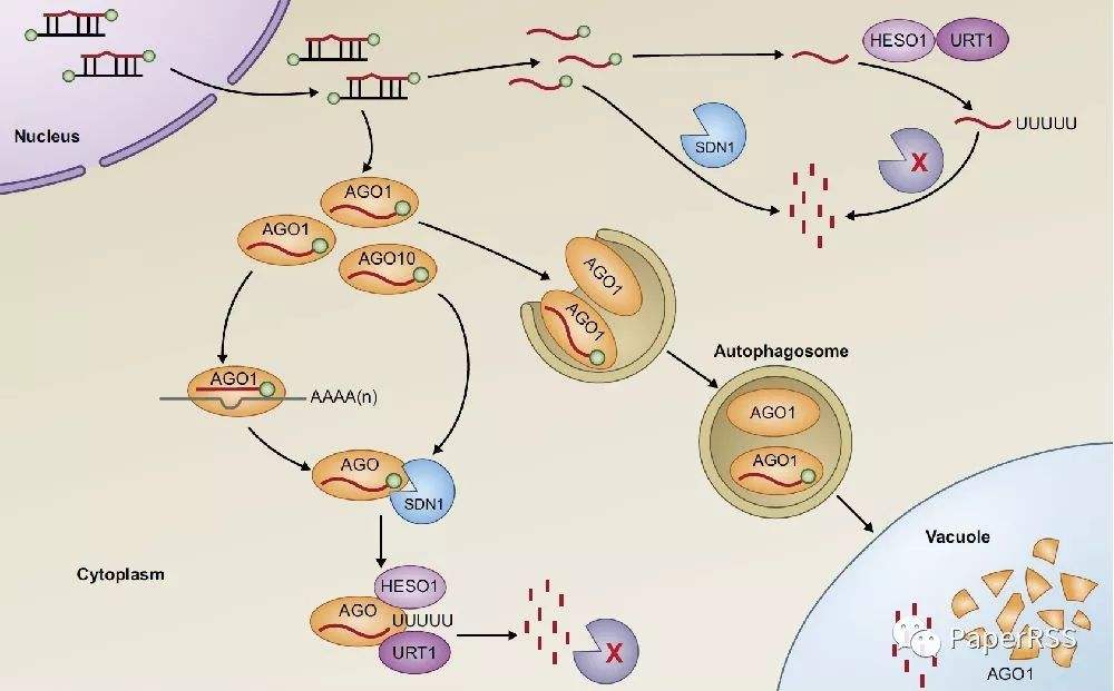 清华大学戚益军Nature Cell Biology发文：植物miRNA产生的核心工作机制