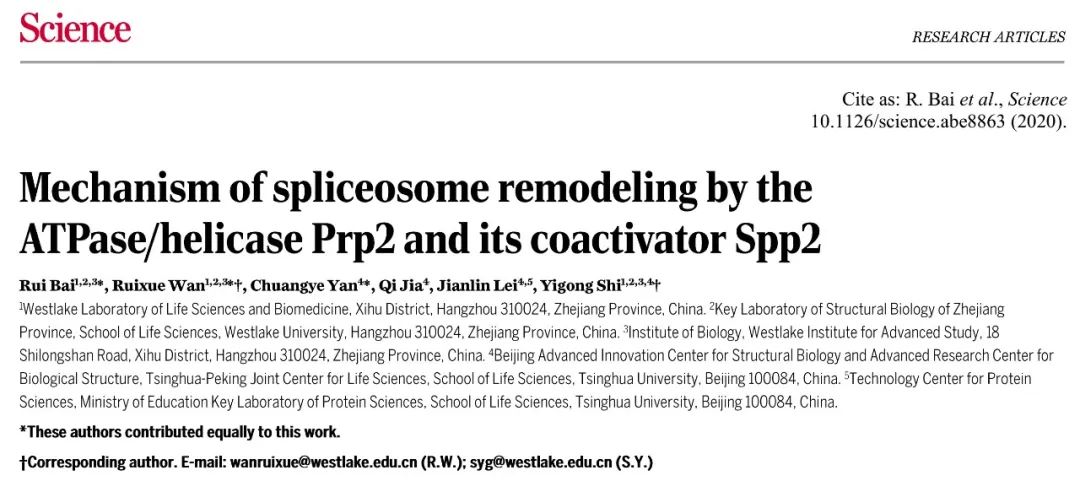 施一公研究组在《科学》发文报道剪接体 激活过程中结构重塑的分子机理-肽度TIMEDOO