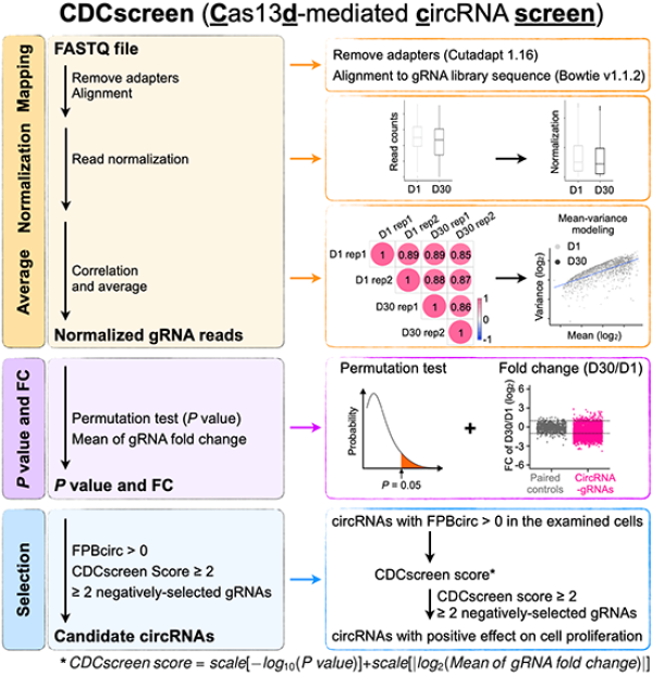 研究人员利用CRISPR-Cas13完成对环形RNA功能的筛选和研究