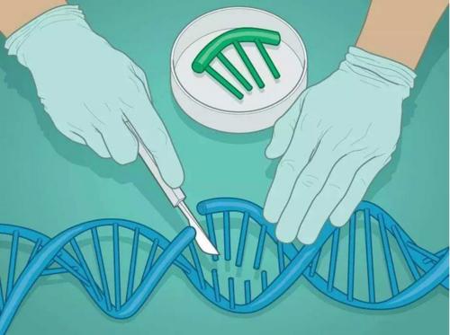 上海交大，复旦大学连发Nature Biotechnology等论文，获基因编辑治疗新突破