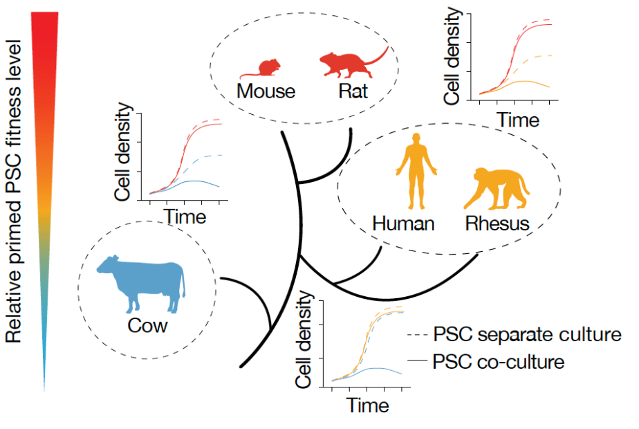 Nature | 得克萨斯大学西南医学中心联合华大等机构，发现细胞竞争是阻碍跨物种嵌合体形成的壁垒之一