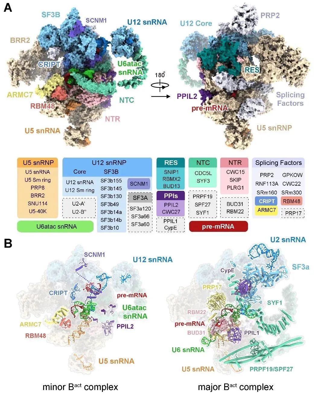 重磅！施一公研究组在《科学》发文报道世界首个人源次要剪接体的电镜结构-肽度TIMEDOO