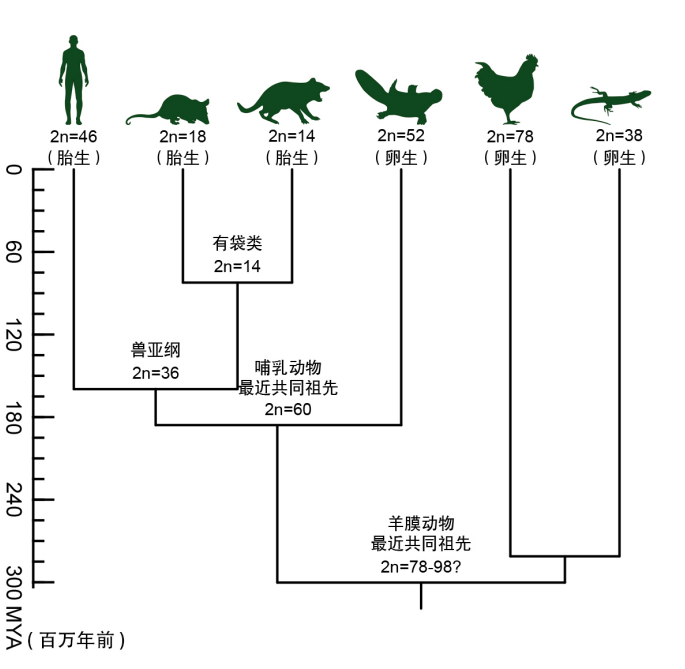 Nature:华大等机构揭示鸭嘴兽多条性染色体和卵生之谜-肽度TIMEDOO
