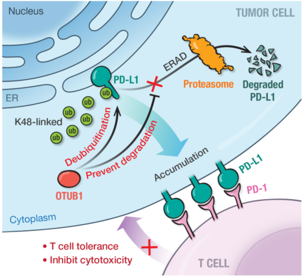 北京大学生命科学学院郑晓峰课题组在Cell Death Differentiation发文揭示去泛素化酶OTUB1调控PD-L1稳定性和肿瘤免疫逃逸的作用和分子机制-肽度TIMEDOO