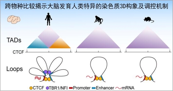 昆明动物所等揭示人类大脑进化的基因组调控机制-肽度TIMEDOO