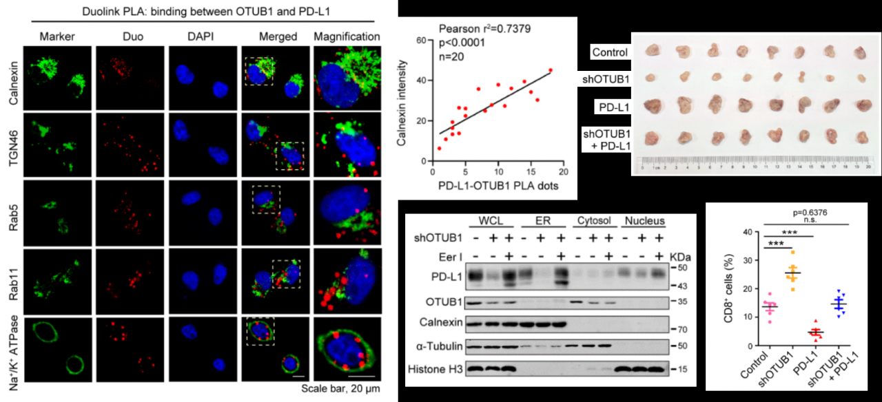 北京大学生命科学学院郑晓峰课题组在Cell Death Differentiation发文揭示去泛素化酶OTUB1调控PD-L1稳定性和肿瘤免疫逃逸的作用和分子机制