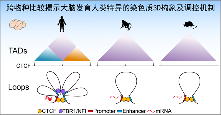 北京大学生命学院李程课题组与合作者揭示人类大脑进化的三维基因组调控机制-肽度TIMEDOO