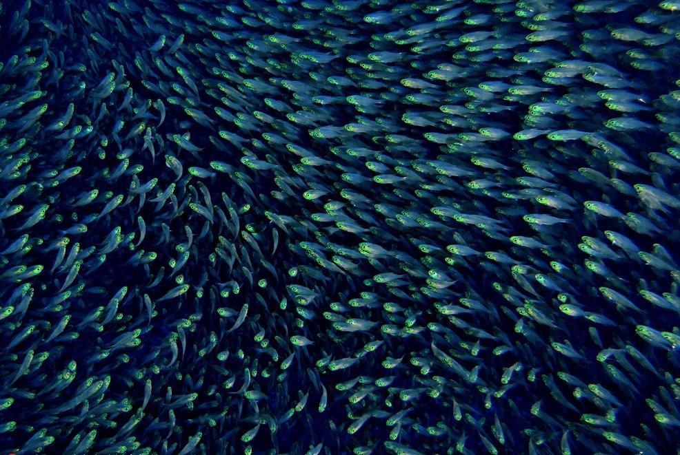 Nature亮点推荐厦门大学深海塑料生物群落最新研究