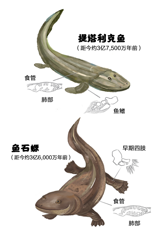 鱼是怎么爬上陆地的?华大等机构同期2篇Cell论文揭示脊椎动物从水生到陆生的演化之谜!-肽度TIMEDOO