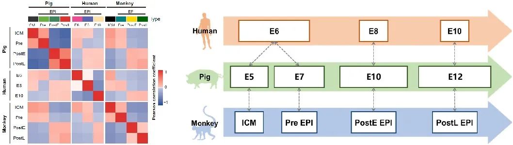 华大研究院携手得克萨斯大学西南医学中心，单细胞水平解析猪与灵长类动物胚胎发育差异-肽度TIMEDOO