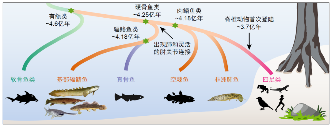 鱼是怎么爬上陆地的?华大等机构同期2篇Cell论文揭示脊椎动物从水生到陆生的演化之谜!-肽度TIMEDOO