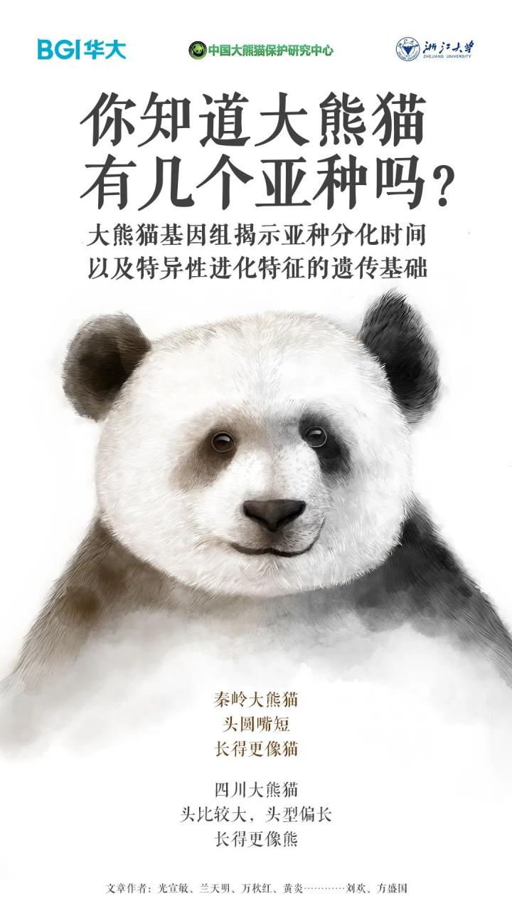 世界上有两种大熊猫?华大等机构发布高质量大熊猫基因组,带你解密国宝-肽度TIMEDOO