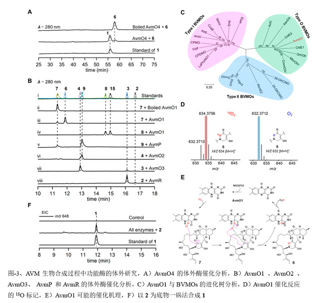 南京大学生科院戈惠明、谭仁祥团队揭示抗生素Alchivemycin A药效团的生物合成机制-肽度TIMEDOO