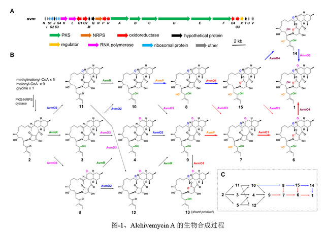 南京大学生科院戈惠明、谭仁祥团队揭示抗生素Alchivemycin A药效团的生物合成机制-肽度TIMEDOO