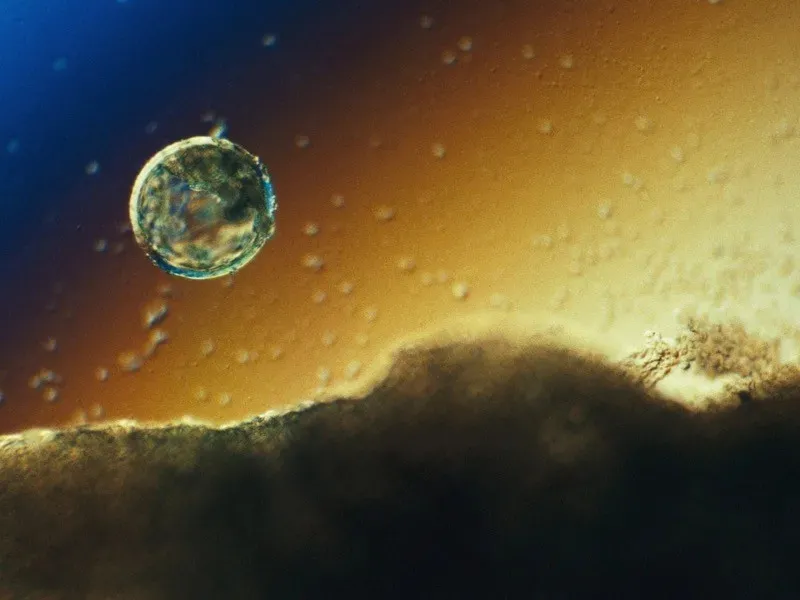 全球最完整人类胚胎模型诞生,中国科学家领衔构建,将给发育生物学带来变革性推动-肽度TIMEDOO
