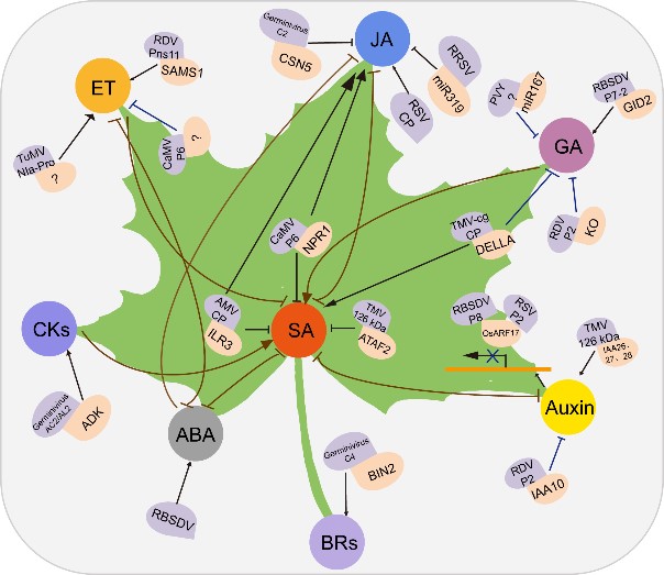 北京大学李毅教授团队发表综述 阐释植物激素介导的植物-病毒相互作用机制